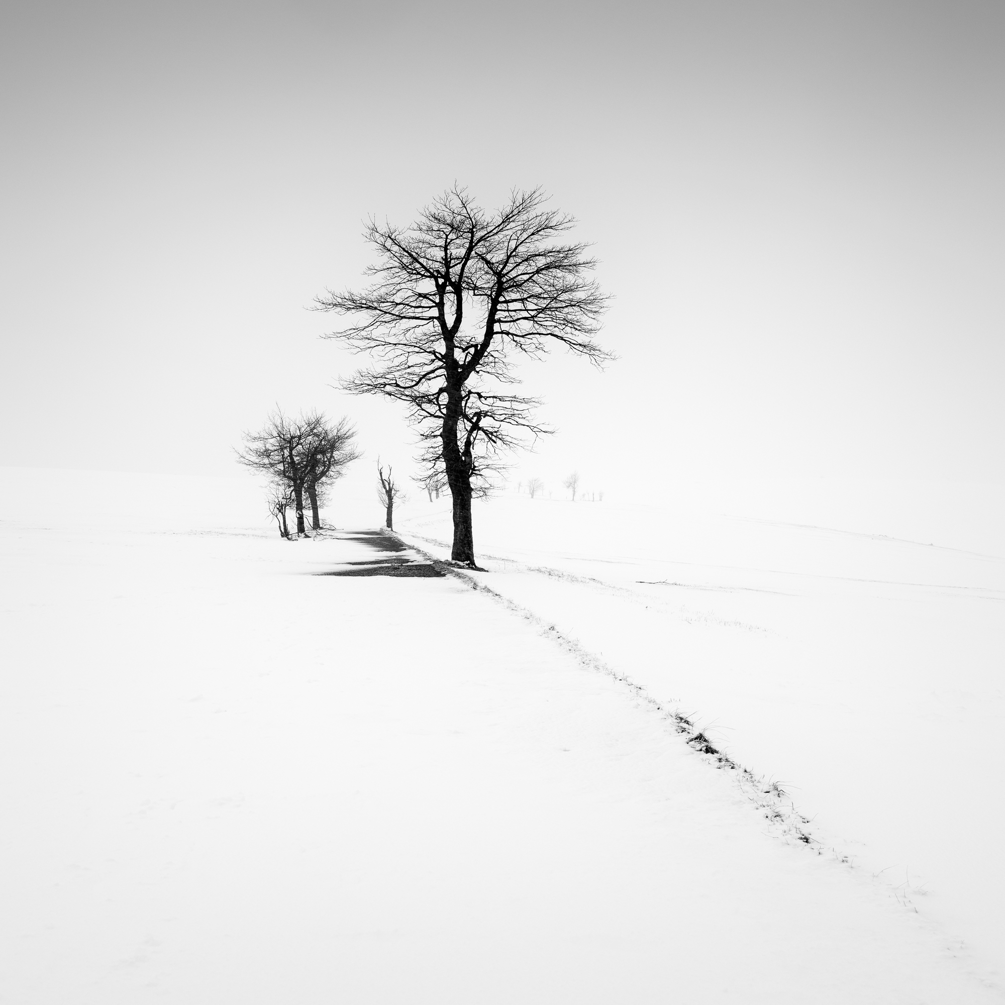 Blizzard