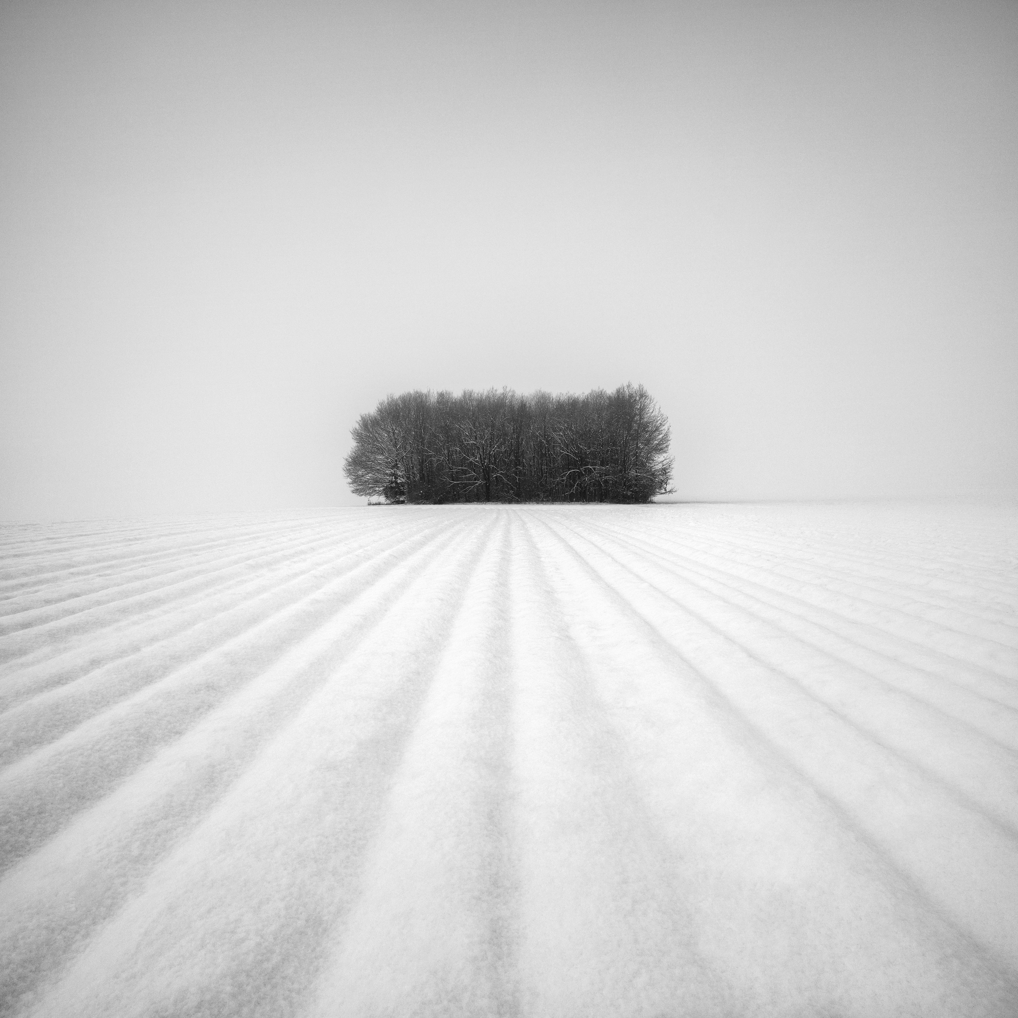 Winter Grove