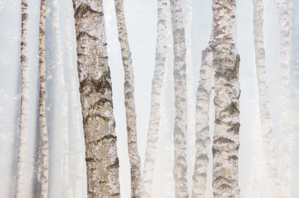 Birches