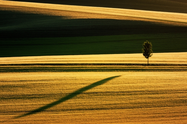 Long Shadow