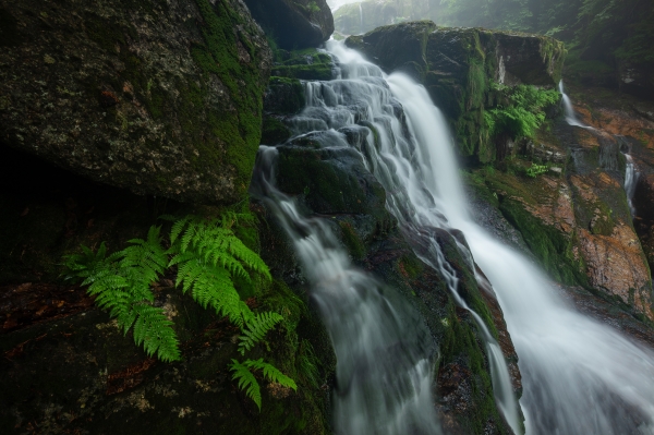 Ferns