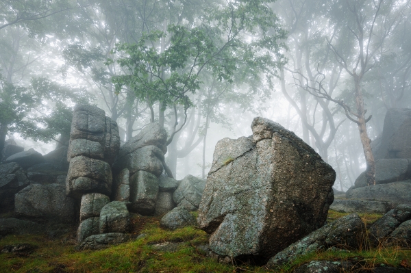 Woodland Realm