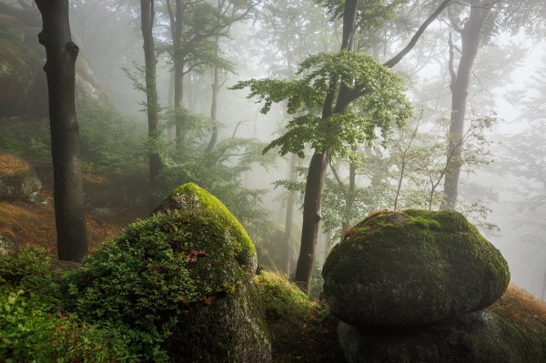 Summer in the Woods