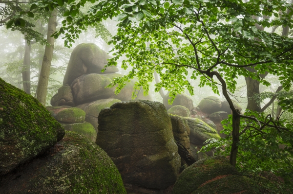 Summer in the Woods