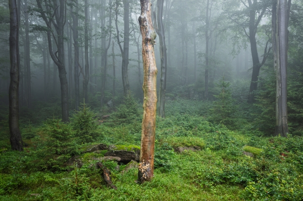 Naked Tree