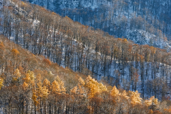 Autumn Horizons Touched by Winter