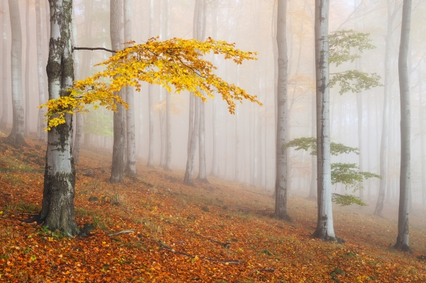 Autumn Forest