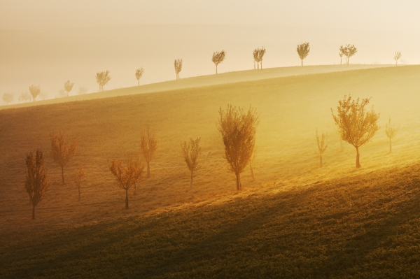 Misty Autumn Morning