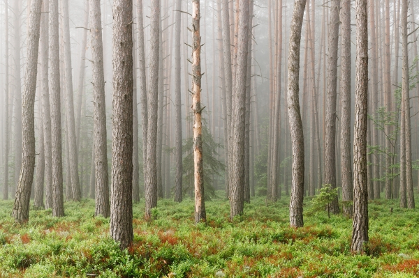 Morning in the Woods