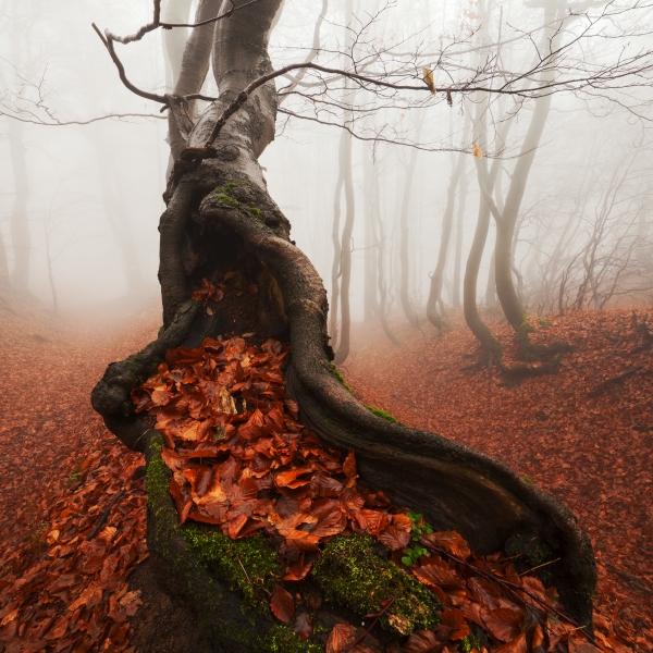 Ancient Tree