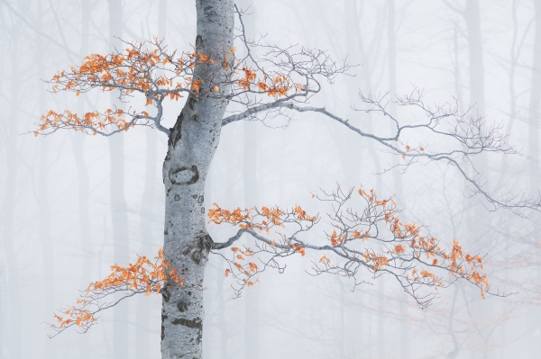 In the Mist
