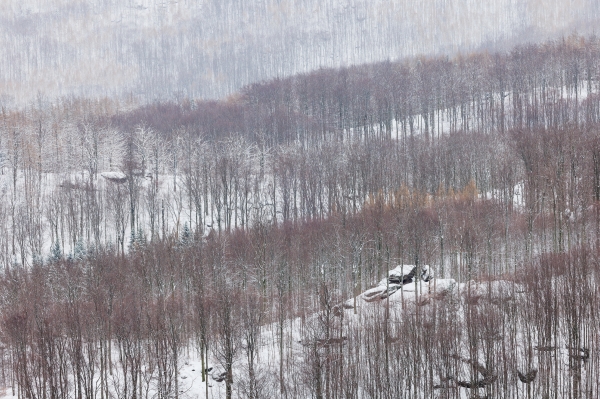 Winter in the Woods